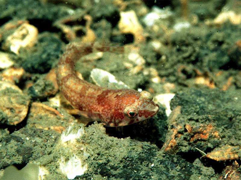 Diplecogaster bimaculata (Succiascoglio maculato)